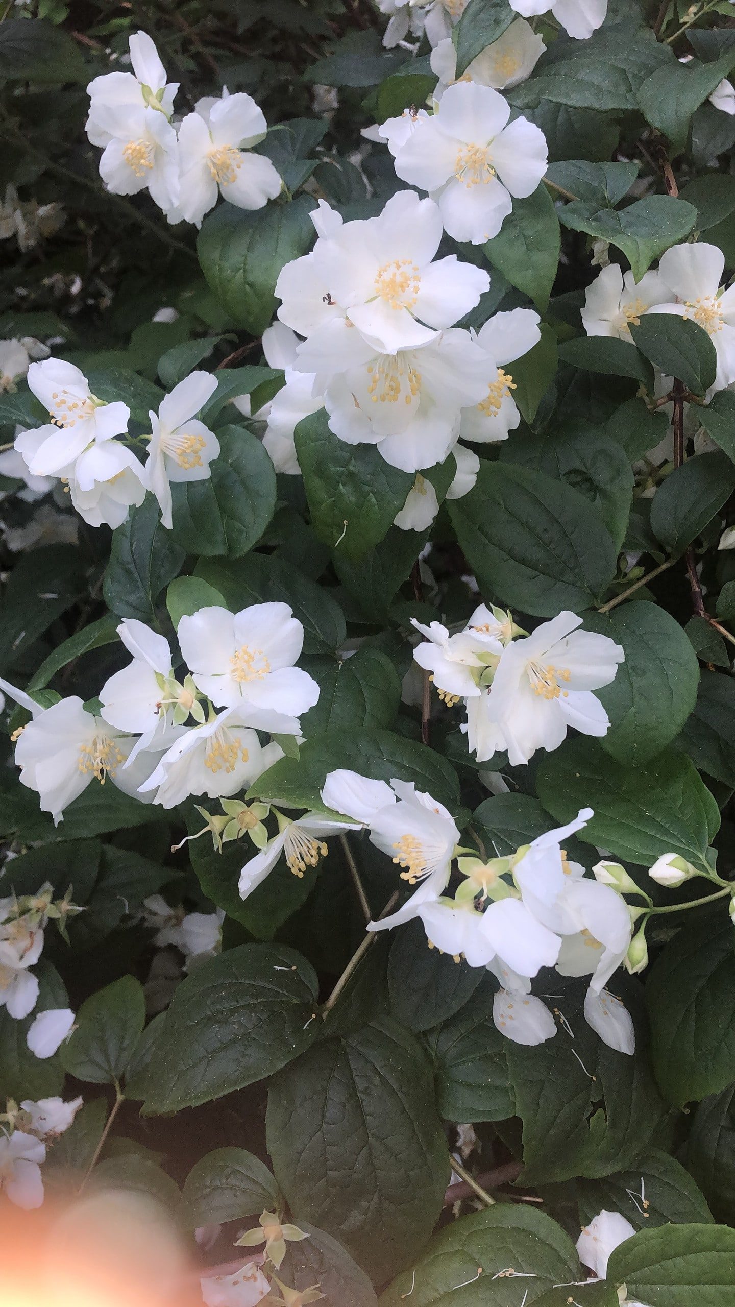 Les fleurs blanches du seringat