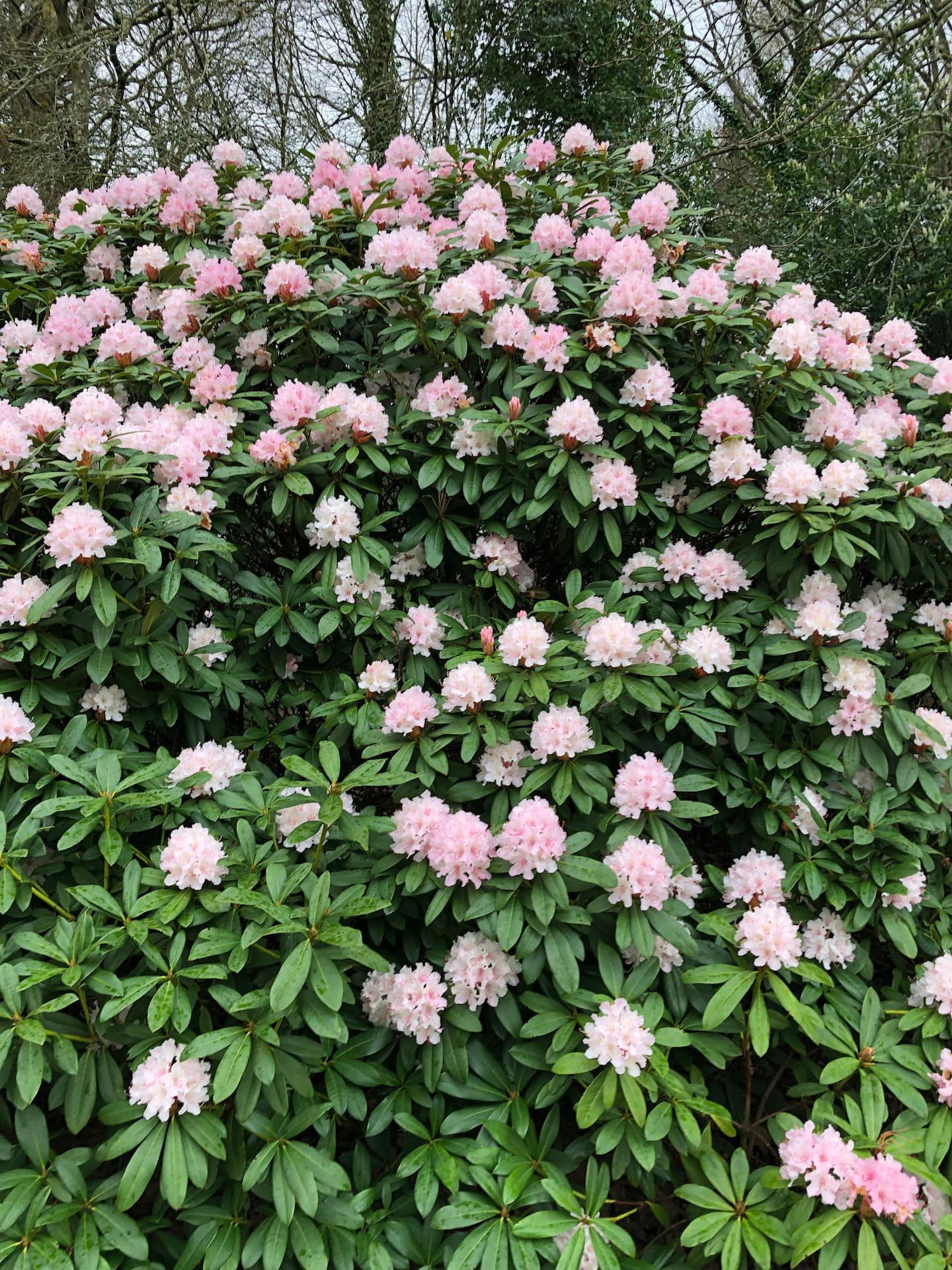 Les rhododendrons en fleurs dans le parc